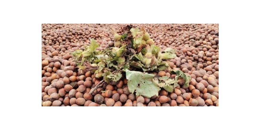 TMO 22 Ağustos'ta fındık alımına başlayacak