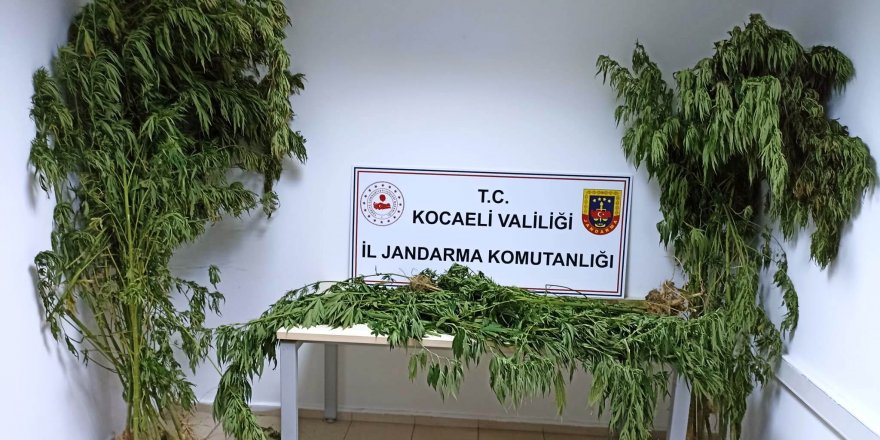 Ormanda ekili 35 kök kenevir ele geçirildi