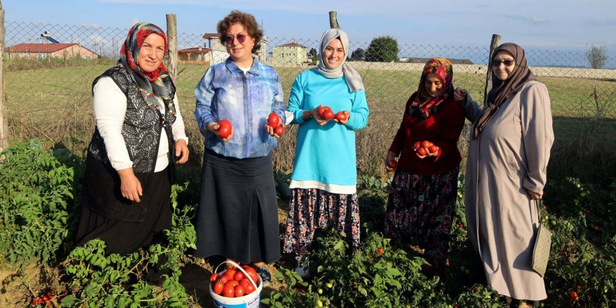 Ata tohumu sebzelerin hasadı yapıldı
