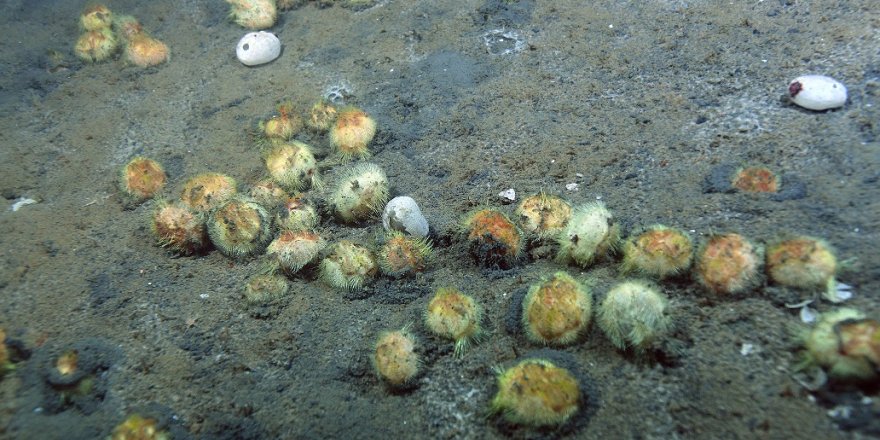 Denizde zemin üstüne çıkan "deniz patatesleri" yaşam savaşı veriyor