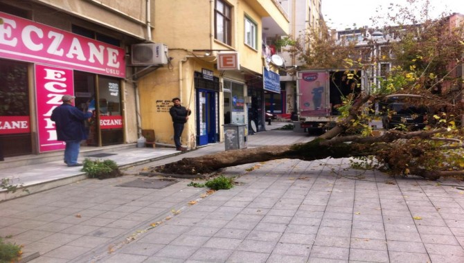 Markete gelen tır ağacı yıktı