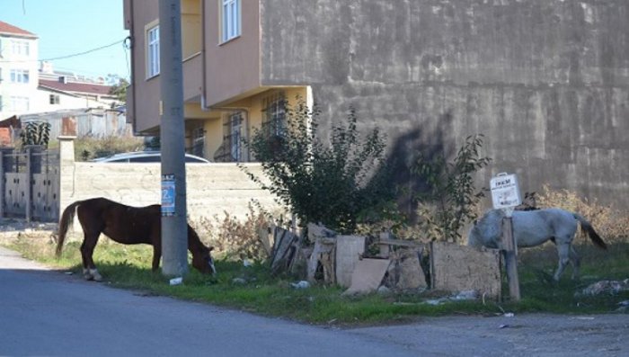 Mahalleliler sahipsiz atlardan şikayetçi