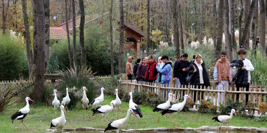 Ormanya tedavi sonrası doğaya salınamayan kuşların yuvası oldu
