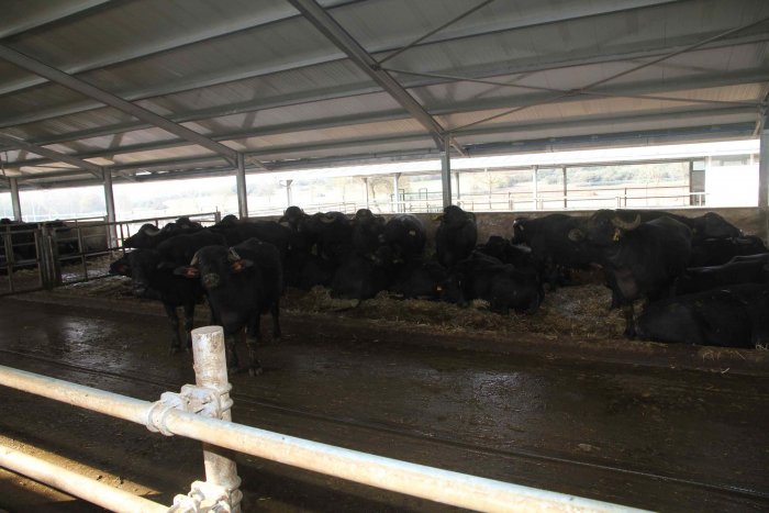 Büyükşehir, hayvancılığın önünü açıyor