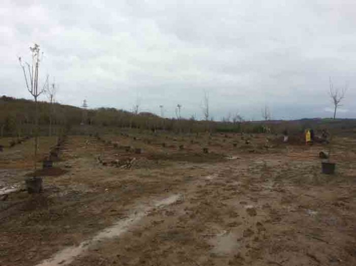 Namazgah Barajı çevresi yeşilleniyor