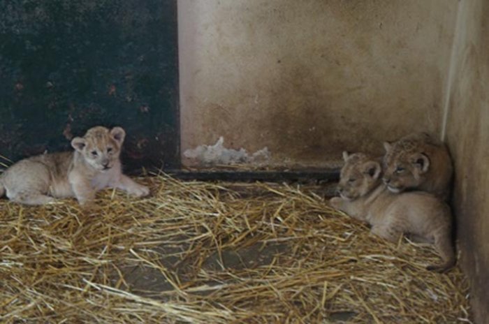 Üşüyen hayvanlar barınaklara alındı
