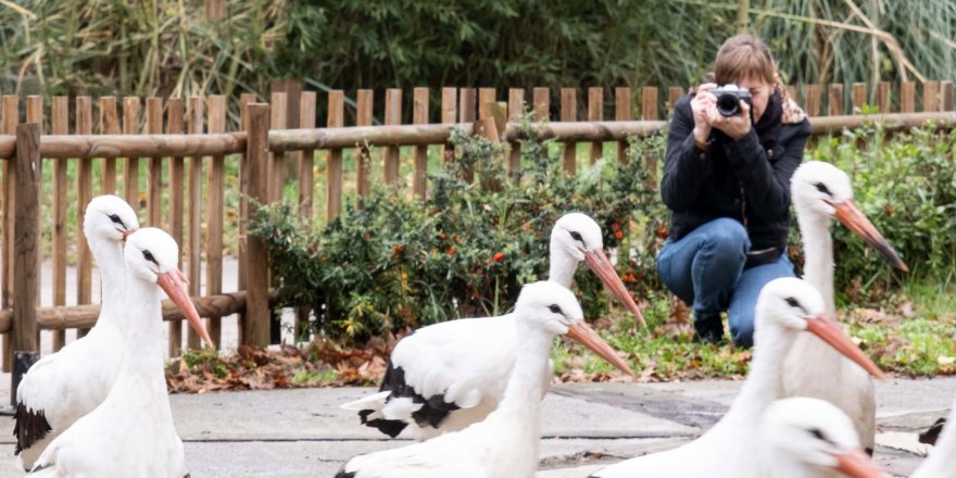 Rusya’dan Ormanya’ya düşkün leylekler için geldi