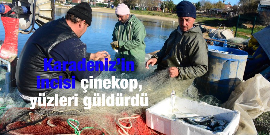 Karadeniz’in incisi çinekop, yüzleri güldürdü