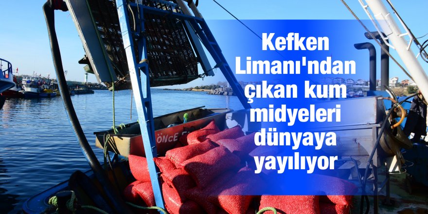 Kefken Limanı'ndan çıkan kum midyeleri dünyaya yayılıyor