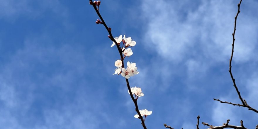 Ağaçlar yalancı bahara kandı