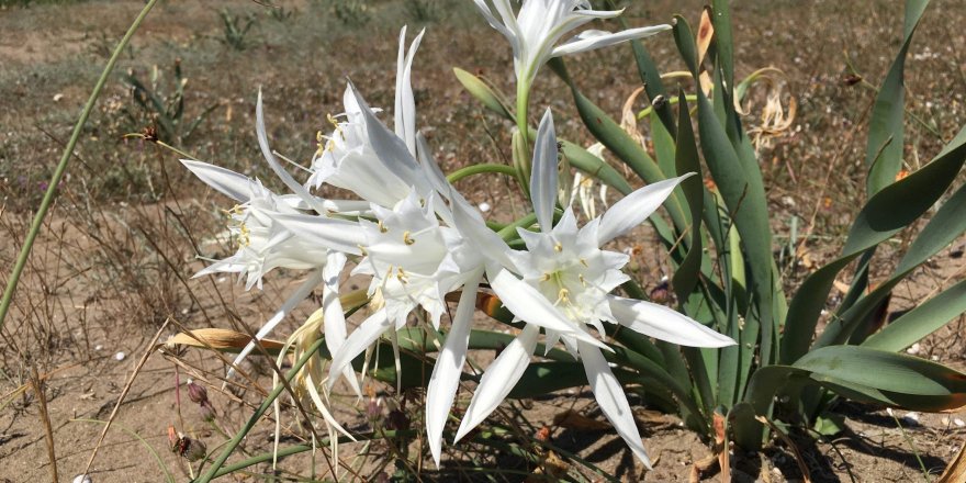 ‘Kum Zambakları’yla hem doğaya hem sanata katkı