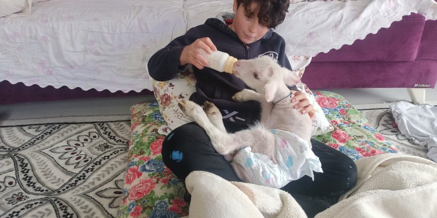 Kuzuya evde bebek gibi bakıyorlar