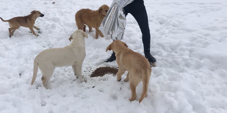 Belediye hayvanları unutmuyor
