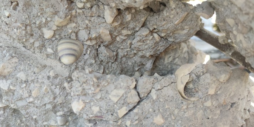 İzmit’ten giden ekipler tespit etti