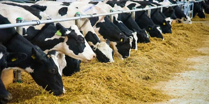 Körfez’de 15 köyde karantina