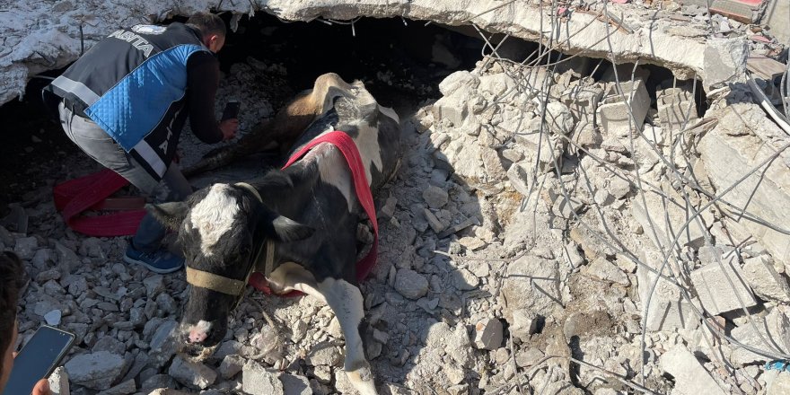 17 gündür enkaz altında kalan inek kurtarıldı