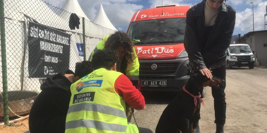 Patibüs ekibi hayvanların tedavi ve bakımlarını yapıyor