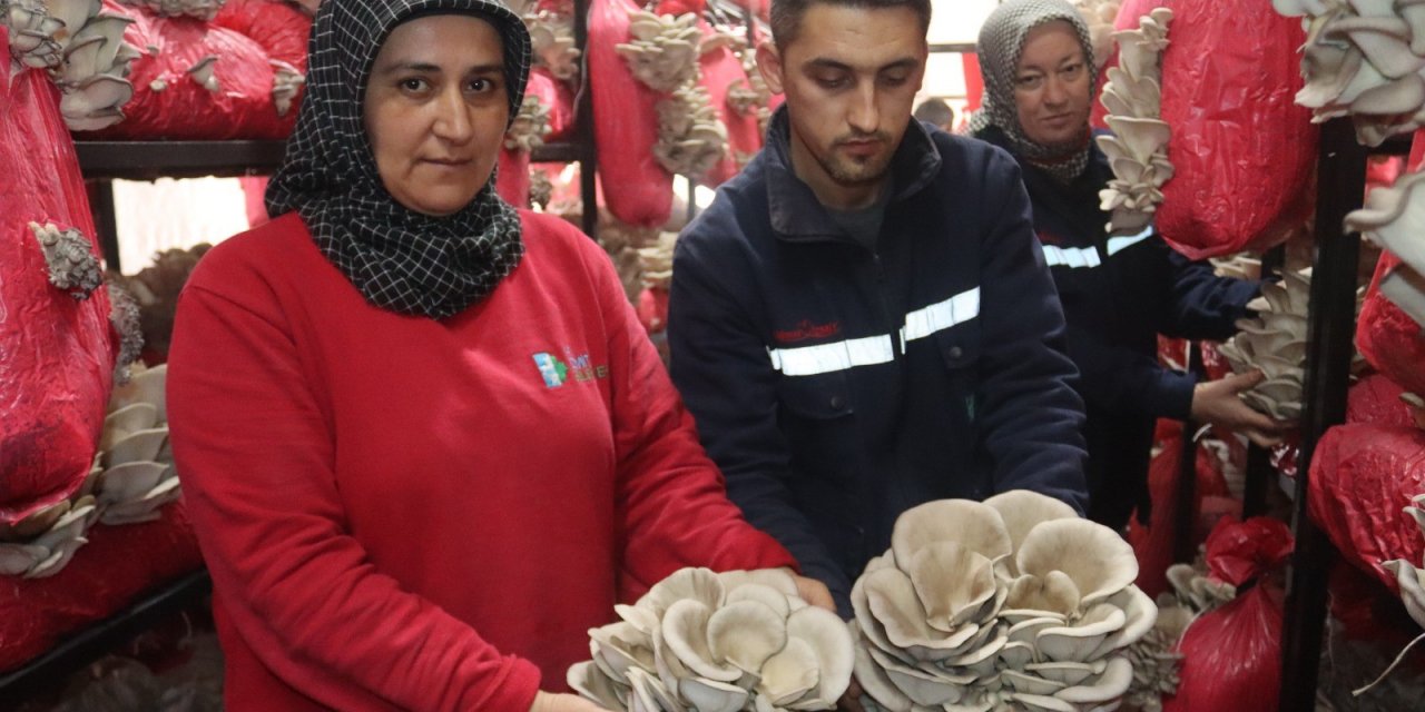 Yılın ilk hasadında 370 kilo mantar toplandı