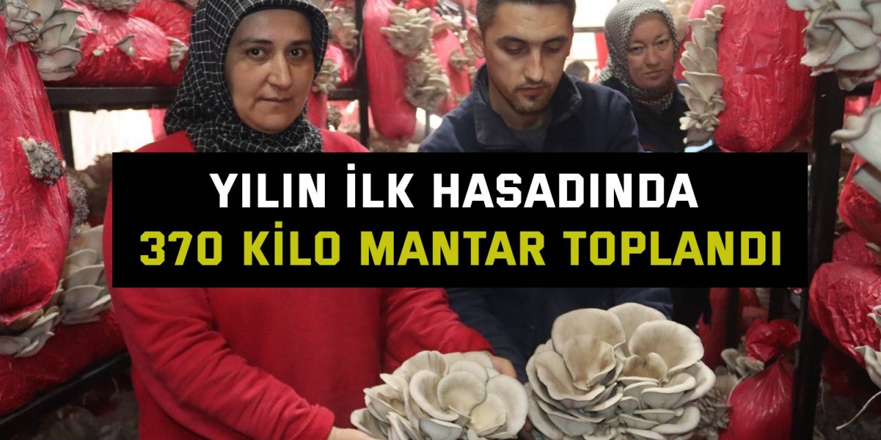 Yılın ilk hasadında 370 kilo mantar toplandı