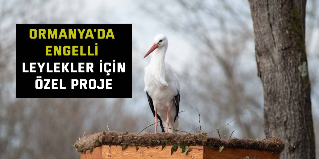 Ormanya'da yeni bir proje hazırlandı