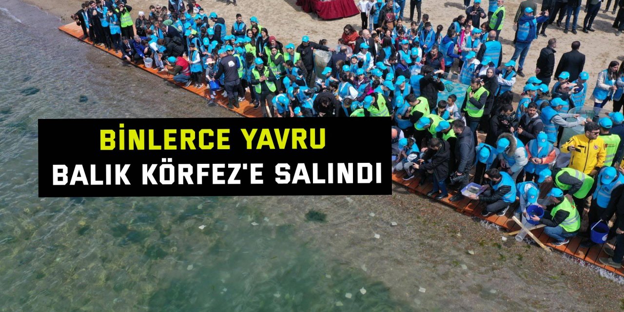 Binlerce yavru balık Körfez'e salındı