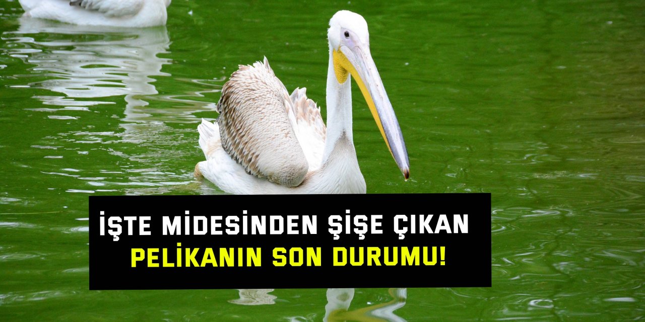 İşte midesinden şişe çıkan pelikanın son durumu!