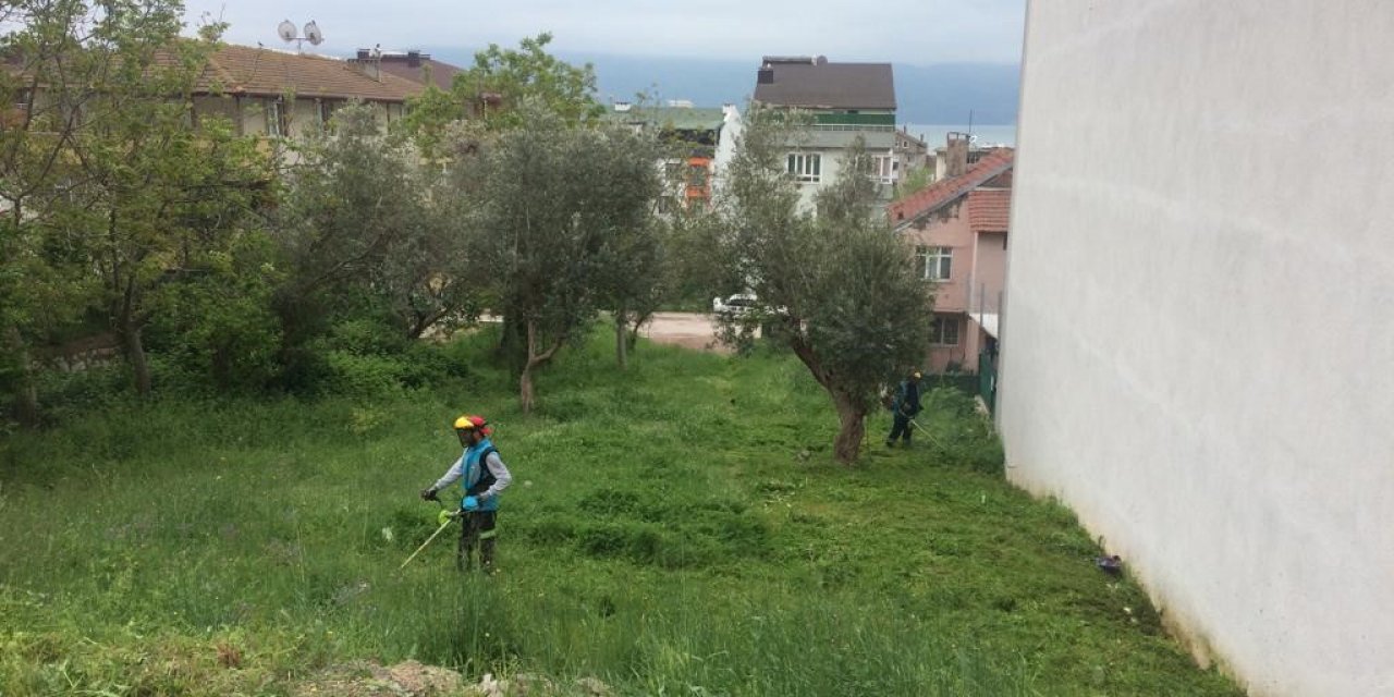 Körfez’de yabani ot biçme çalışmaları sürüyor