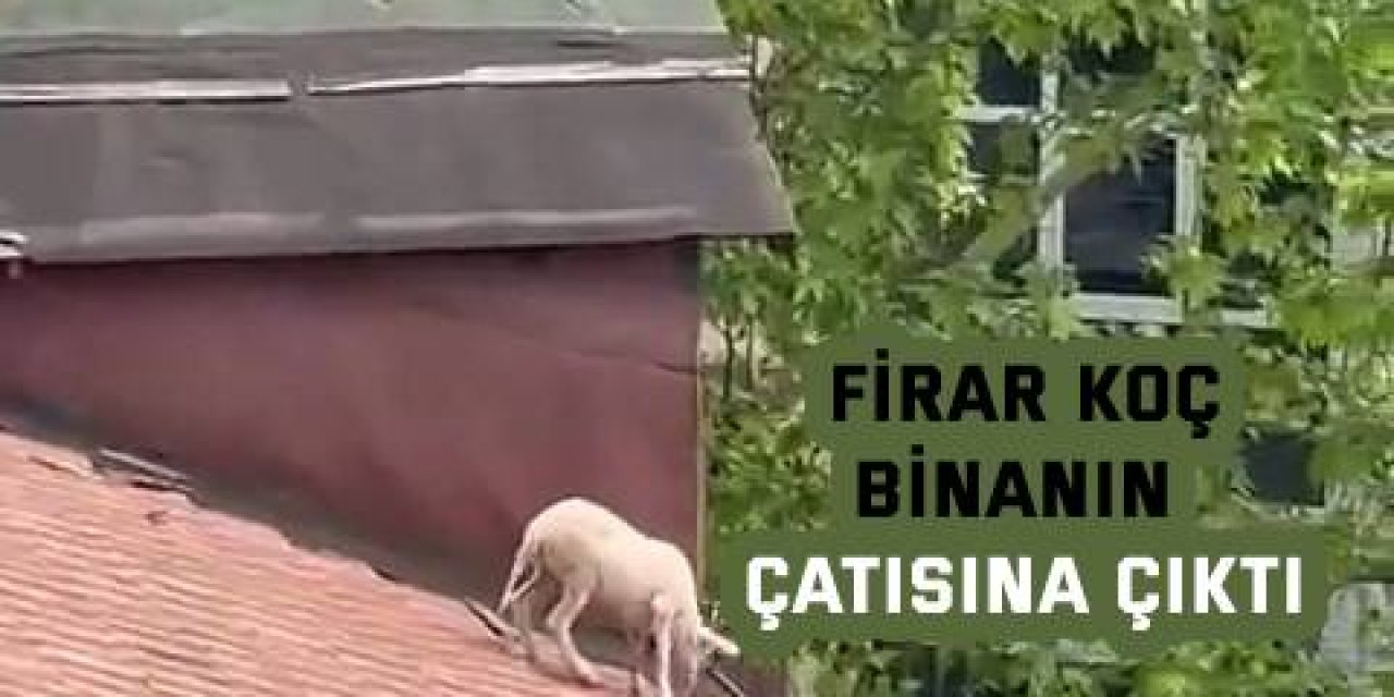 Firar koç, binanın çatısına çıktı