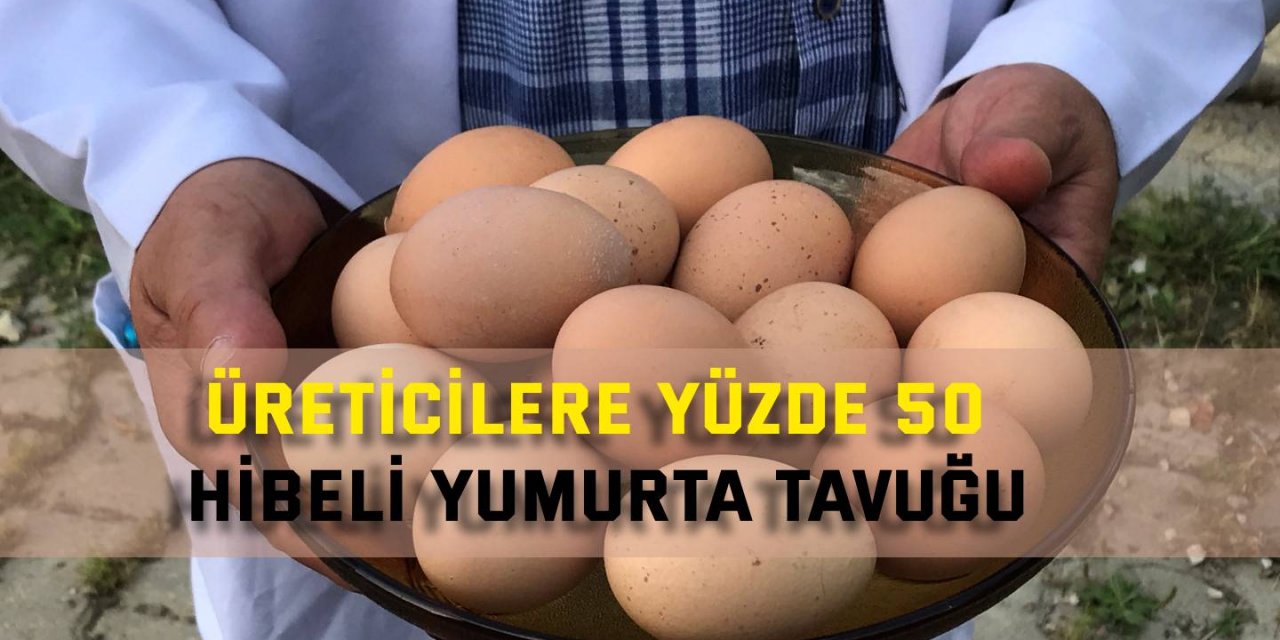 Üreticilere yüzde 50 hibeli yumurta tavuğu