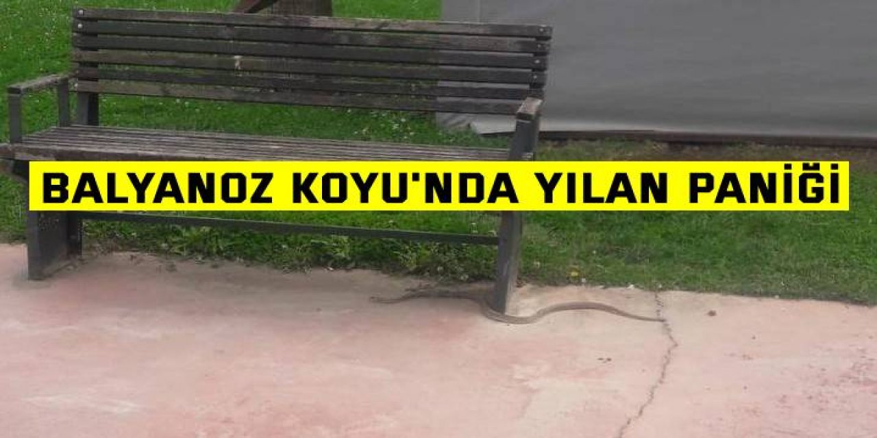 Balyanoz Koyu'nda yılan paniği