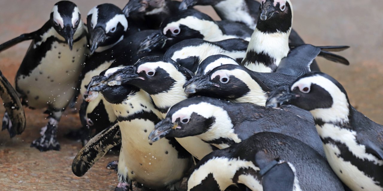 Afrika Penguenlerinin nasıl beslendiğini merak ediyor musunuz?