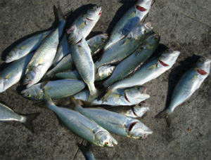 Darıca’dan balık boyut yasağı uyarısı