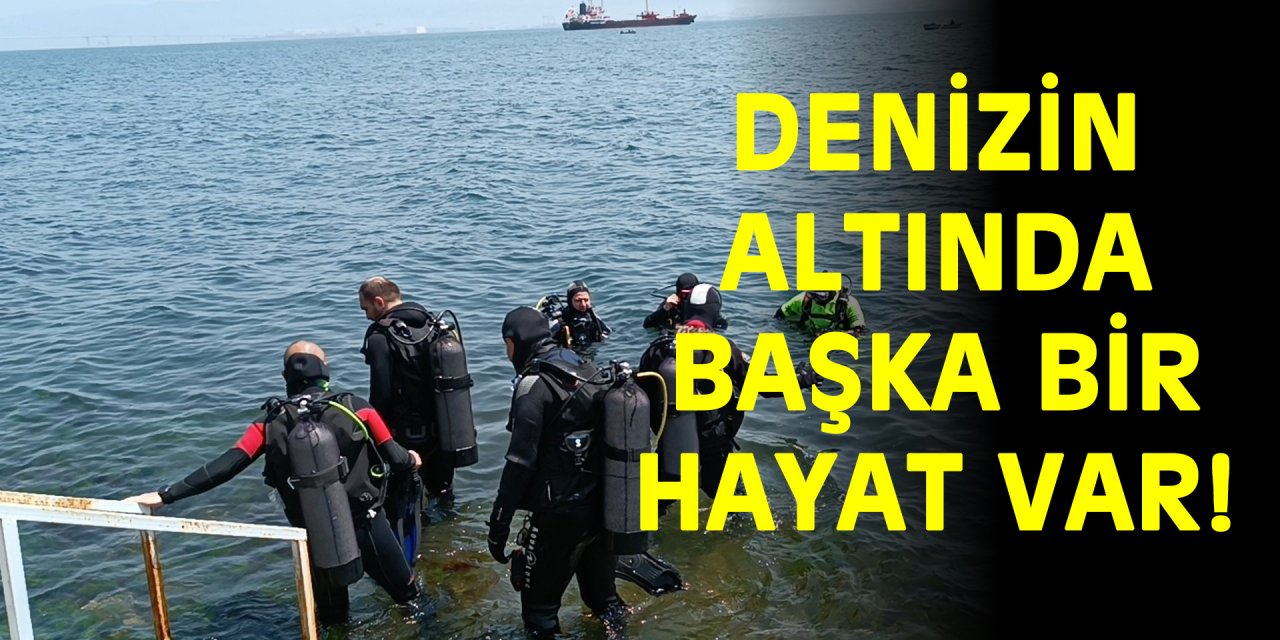 Denizin altında başka bir hayat var!