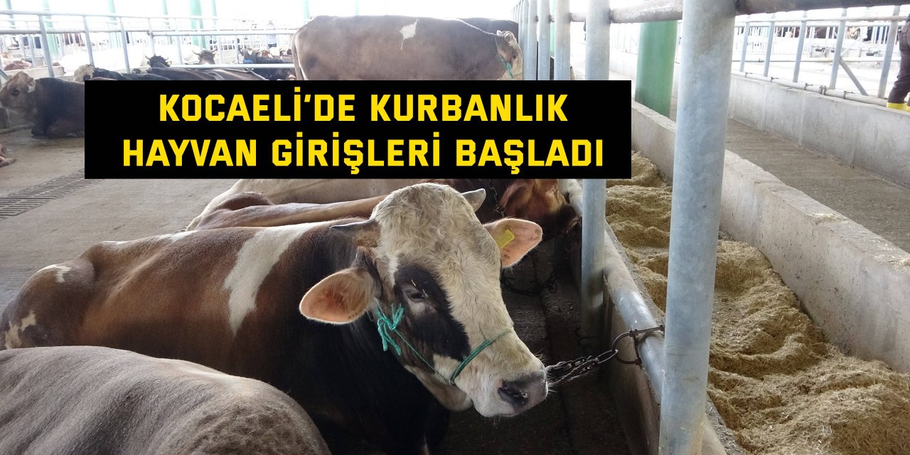 Kocaeli’de kurbanlık hayvan girişleri başladı