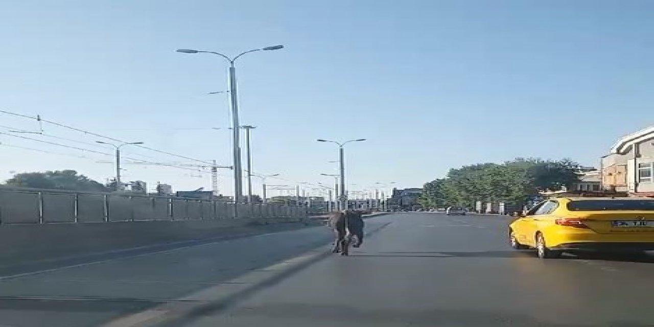 Kaçan kurbanlık trafikte zor anlar yaşattı