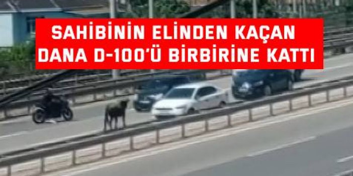 Sahibinin elinden kaçan dana D-100’ü birbirine kattı