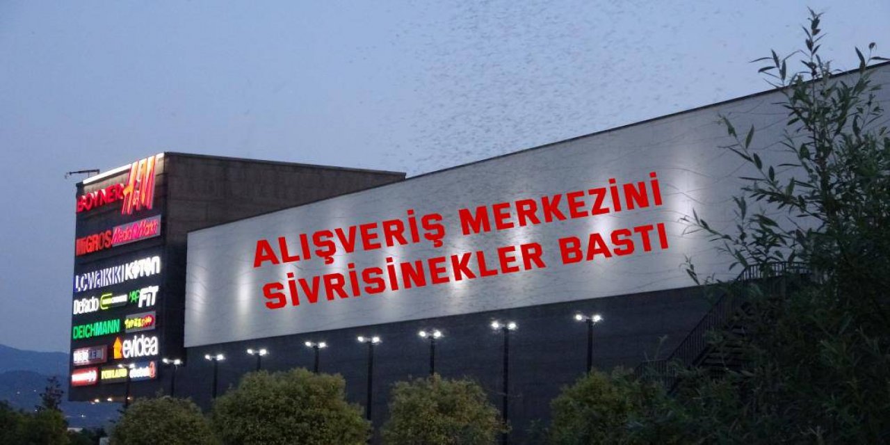 Alışveriş merkezini sivrisinekler bastı