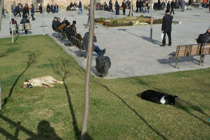 Sokak köpekleri tedirgin ediyor