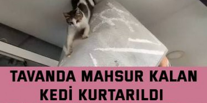 Tavanda mahsur kalan kedi kurtarıldı