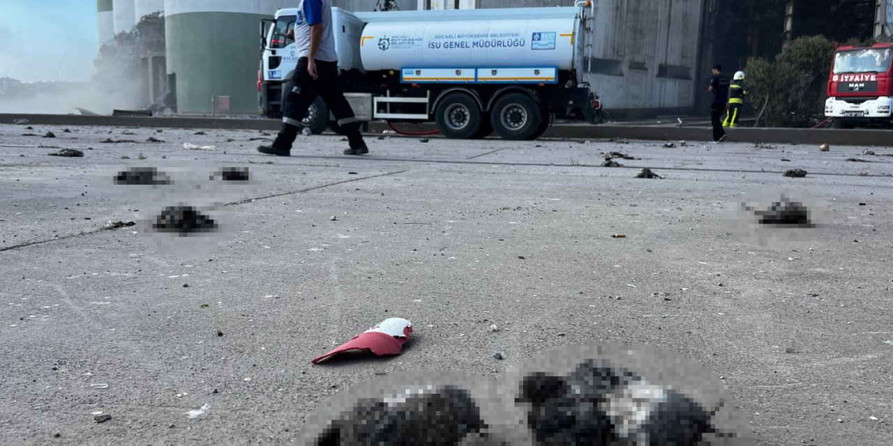 Kocaeli'deki patlamada kuşlar telef oldu
