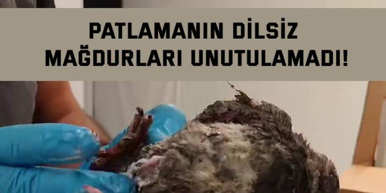 Patlamanın dilsiz mağdurları unutulamadı!