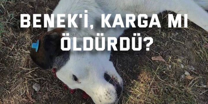 Benek'i, karga mı öldürdü?