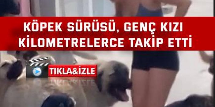 Köpek sürüsü, genç kızı kilometrelerce takip etti