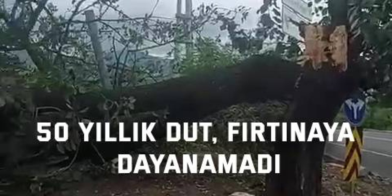 50 Yıllık Dut, fırtınaya dayanamadı