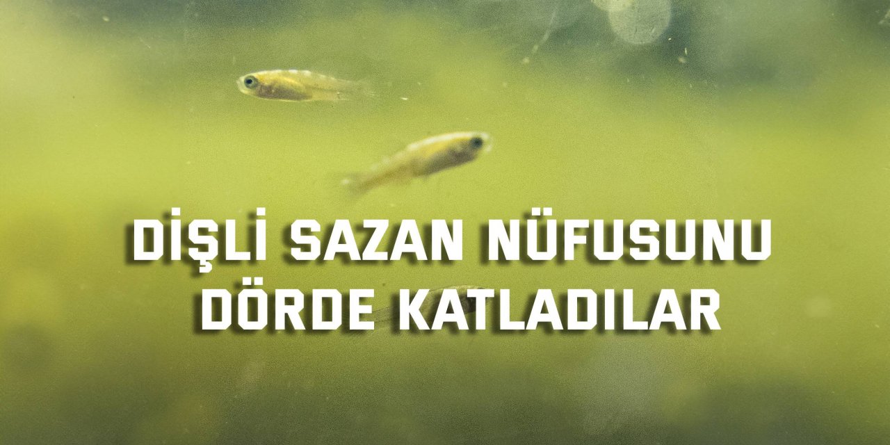 Dişli sazan nüfusunu dörde katladılar