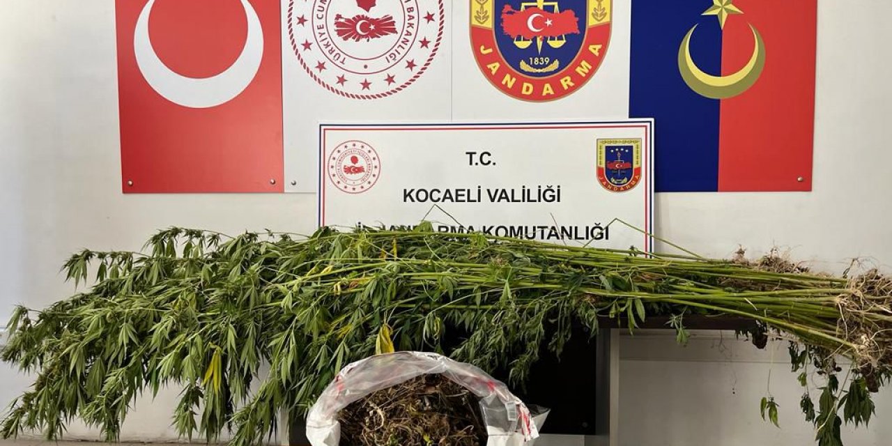 Ormanlık alanda, kenevir tarlasına operasyon