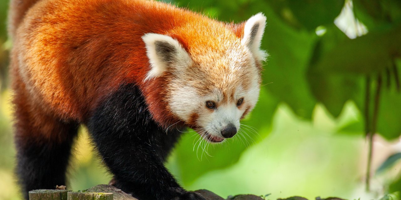 Dünya Kızıl Panda Günü kutlanıyor