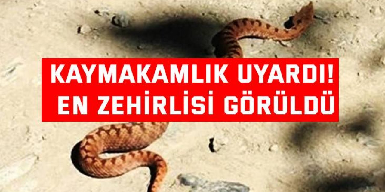 Kaymakamlık uyardı! En zehirlisi görüldü