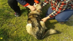 İnsanlık dışı olay!