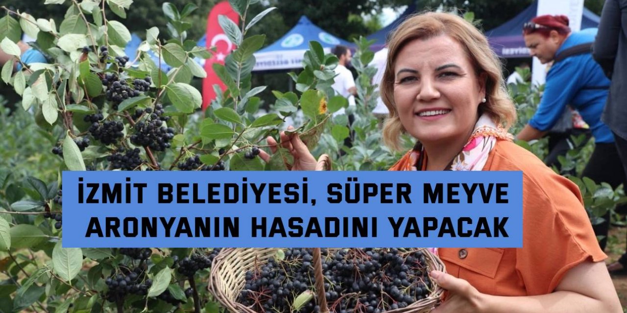 İzmit Belediyesi, süper meyve  aronyanın hasadını yapacak